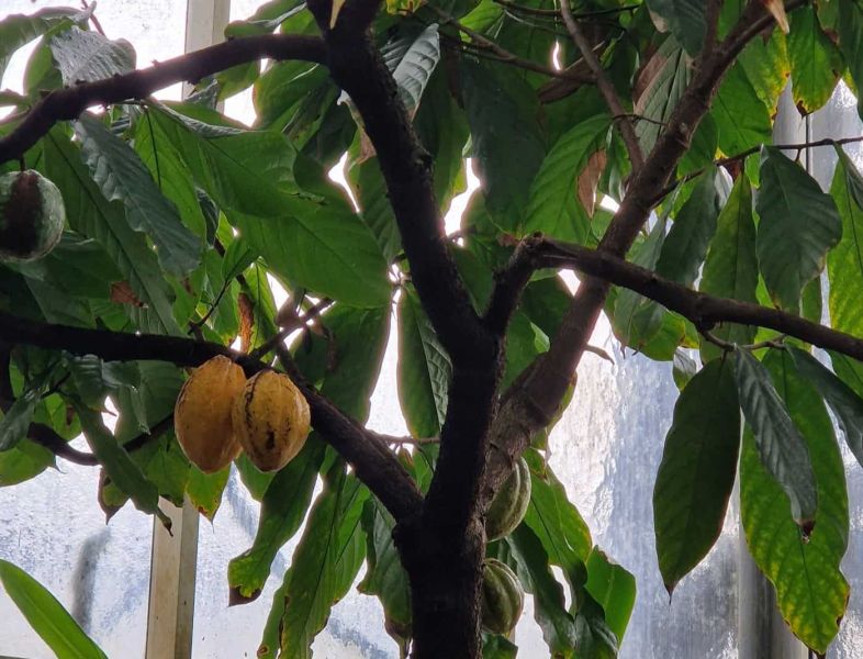 Kakaobaum BO_Baobab